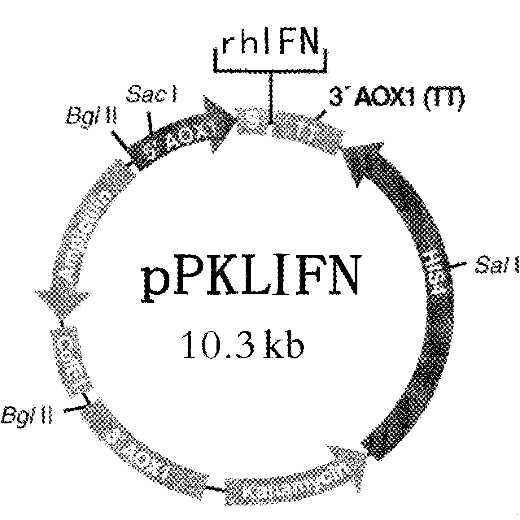 Yeast expression system for expressing glycosylated interferon and method for preparing recombinant glycosylated interferon