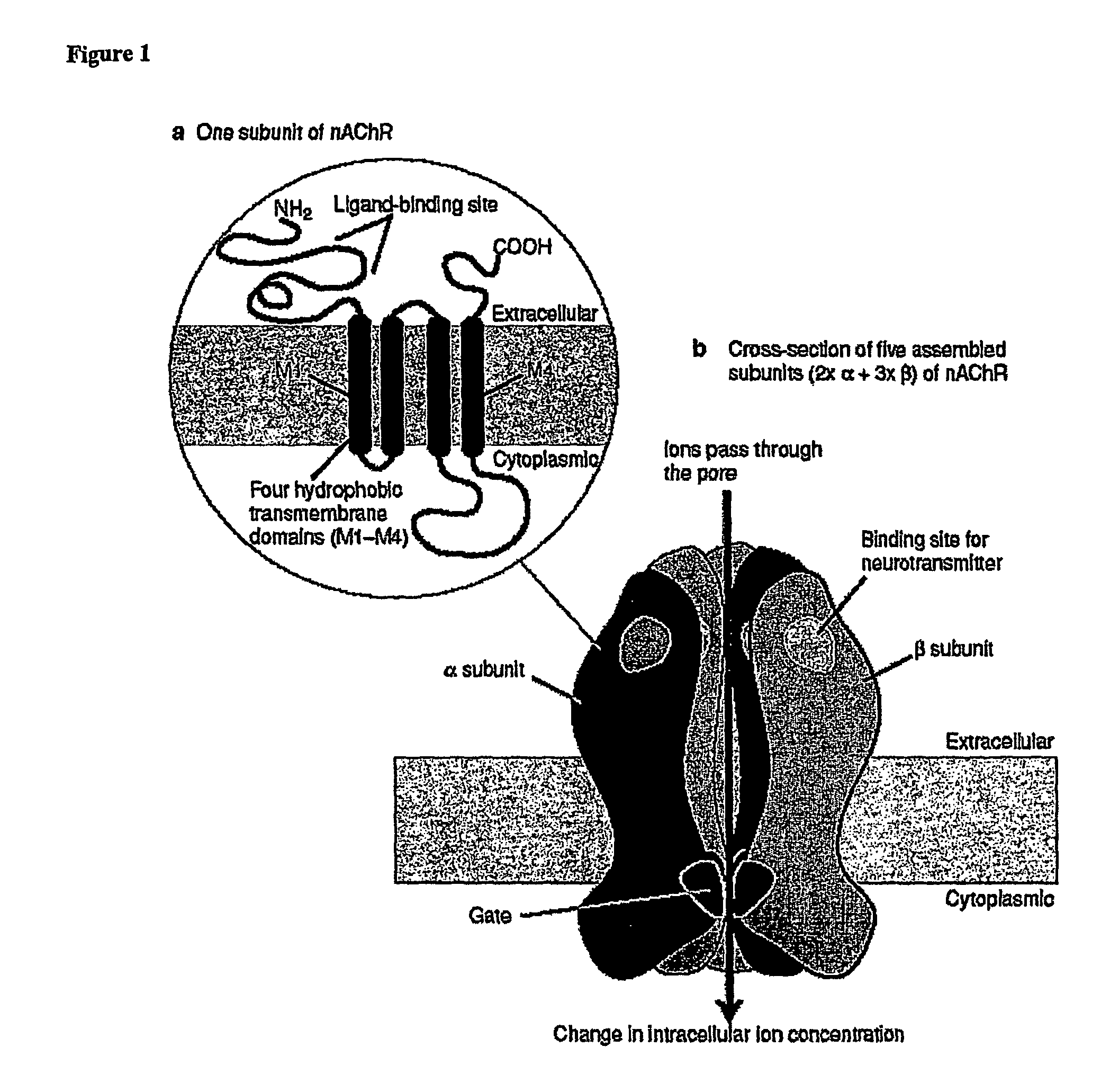 Ligands for nicotinic acetylcholine receptors, and methods of making and using them
