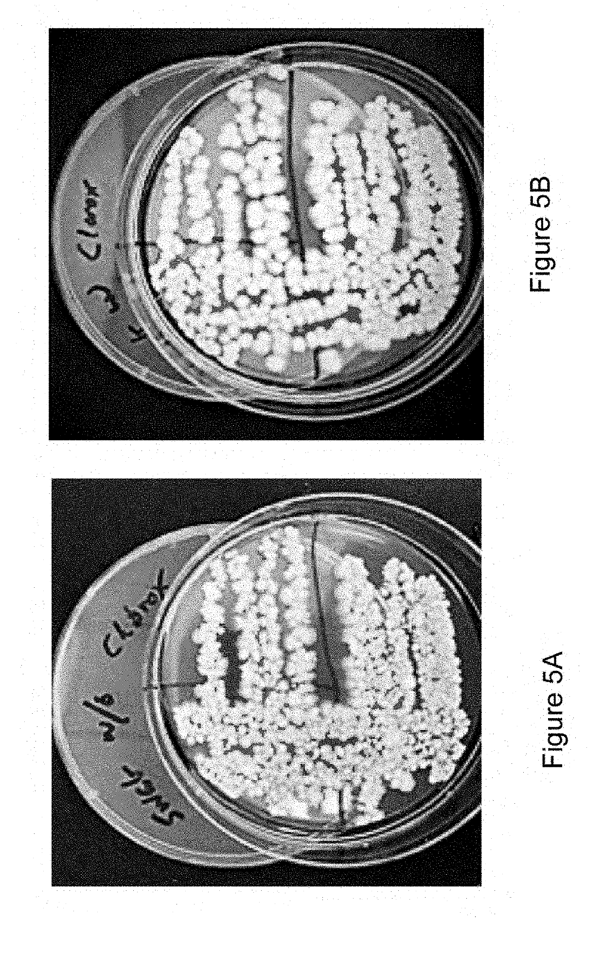 Apparatus and Methods For  Pre-treating Swabs Prior to Collection of Specimens to Reduce False Positive Detections