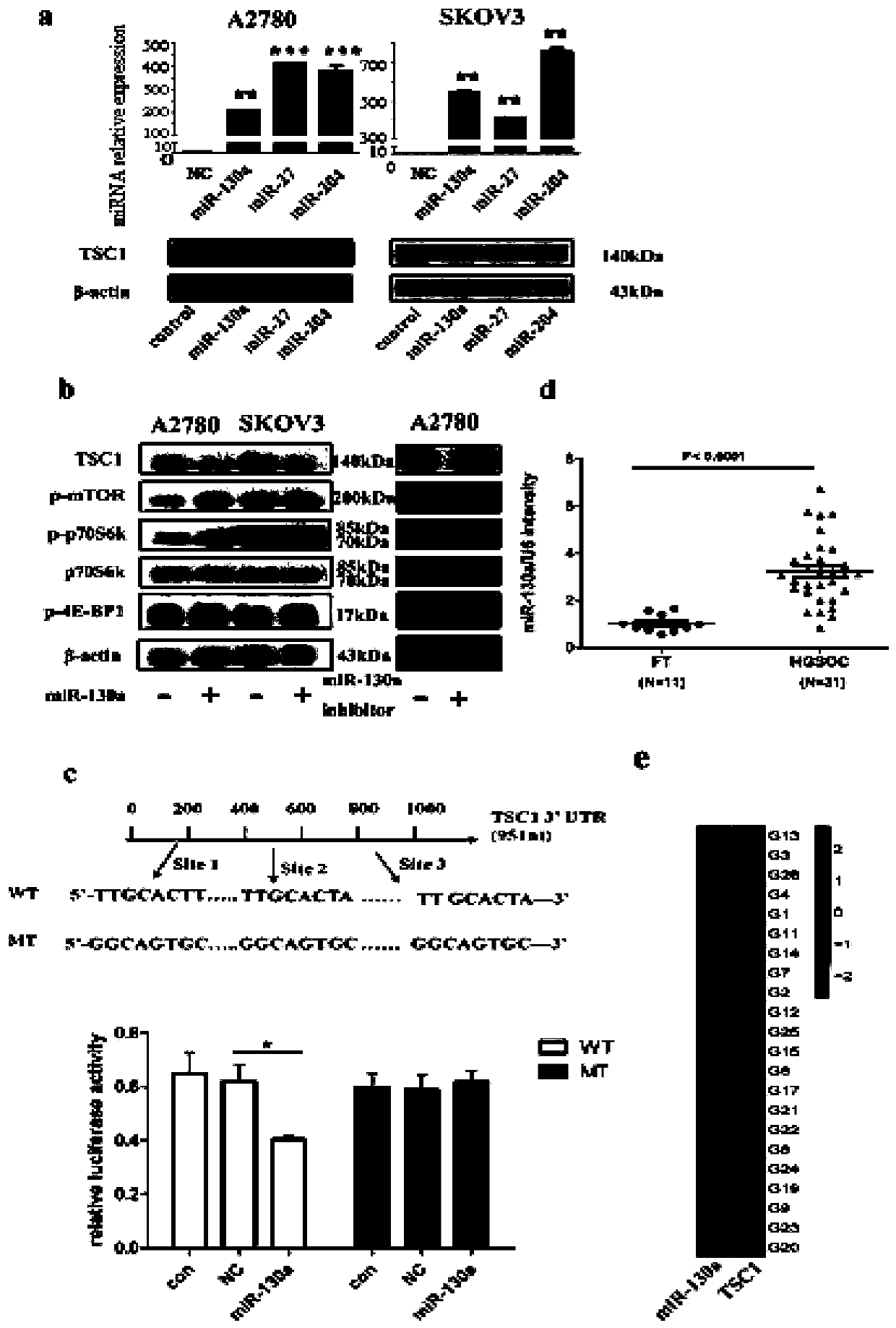 Application of mir-130a in the diagnosis, treatment and prognosis of ovarian cancer