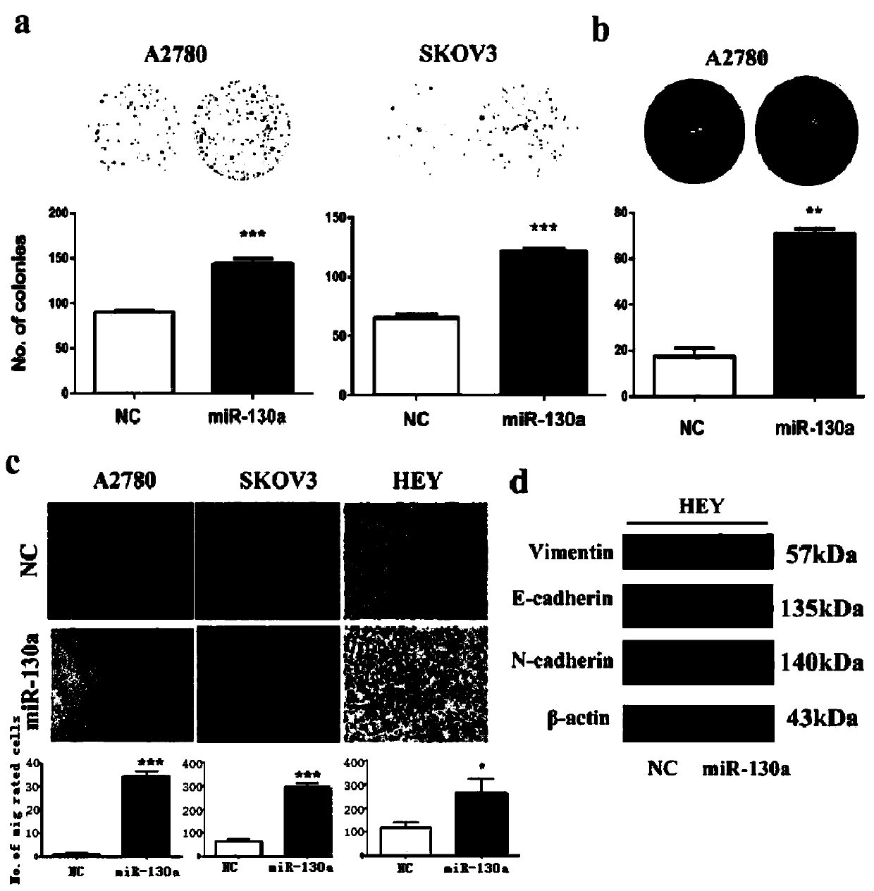 Application of mir-130a in the diagnosis, treatment and prognosis of ovarian cancer