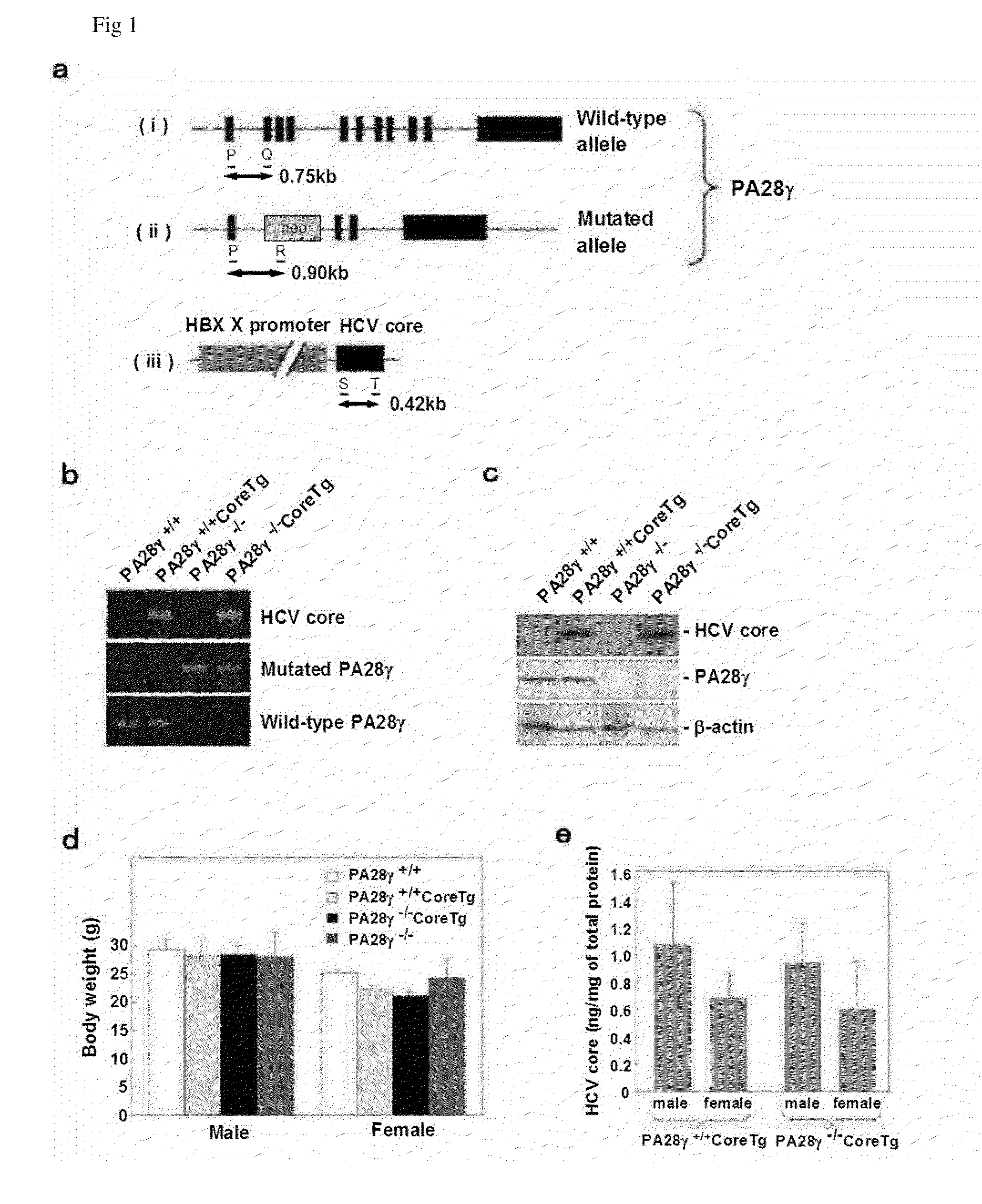 Screening method for prophylactic and/or therapeutic agent for disease accompanied by hepatitis C