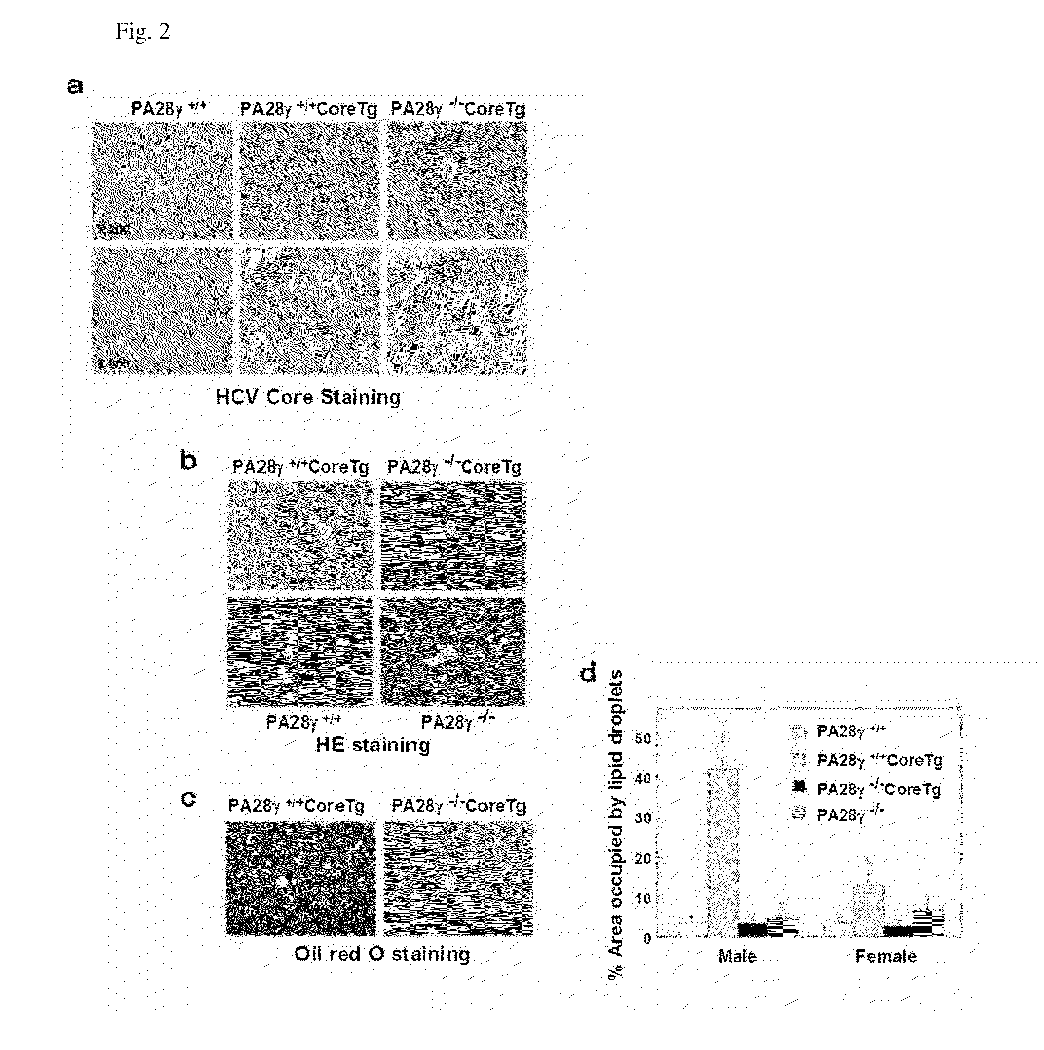 Screening method for prophylactic and/or therapeutic agent for disease accompanied by hepatitis C