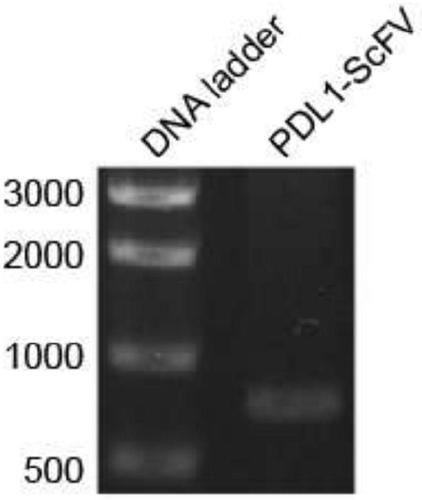 Preparation method and application of newcastle disease oncolytic virus expressing PD-L1 single chain antibody