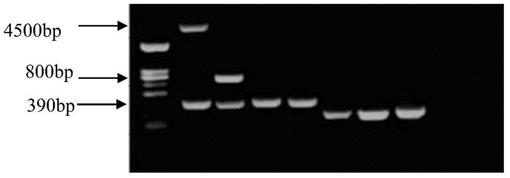 Kit and method for detecting polymorphism of CYP2D6 gene