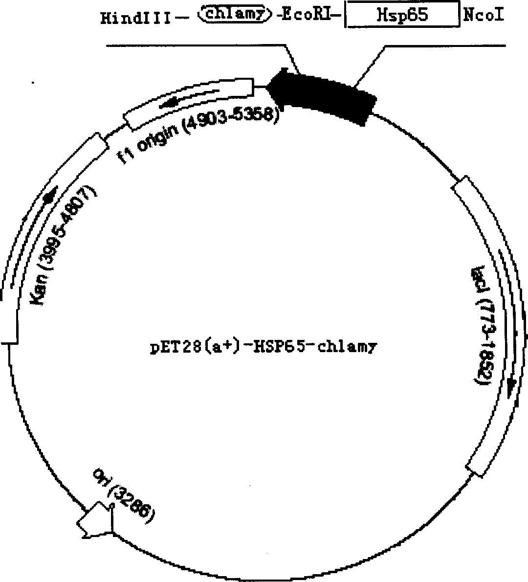 Recombination protein for preventing human trachoma bedsnia infestation and its use