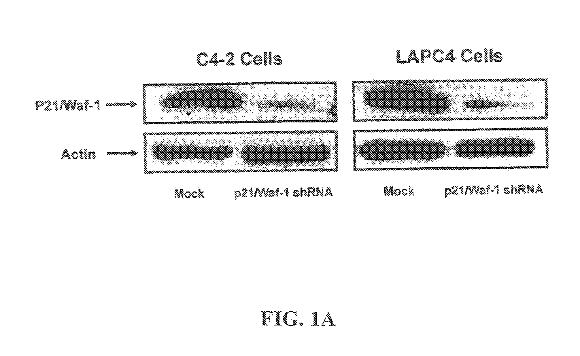 Compositions and Methods for Treatment of Cancer Using Tissue-Specific Oncolytic Adenoviruses