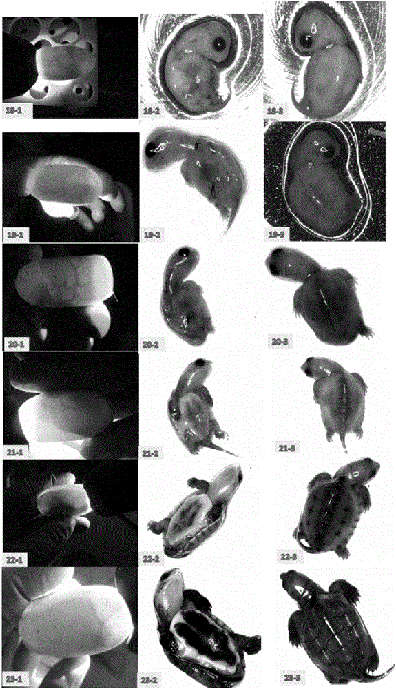 Method for judging mauremys mutica embryonic development phase without dissection