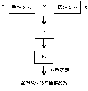 Breeding Method and Application of Recessive Dwarf Rapeseed