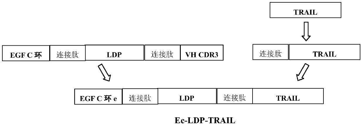 A dual-target dual warhead anti-tumor fusion protein, its coding gene and use