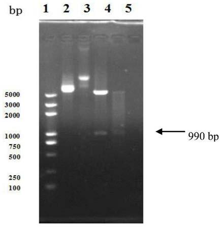 A dual-target dual warhead anti-tumor fusion protein, its coding gene and use