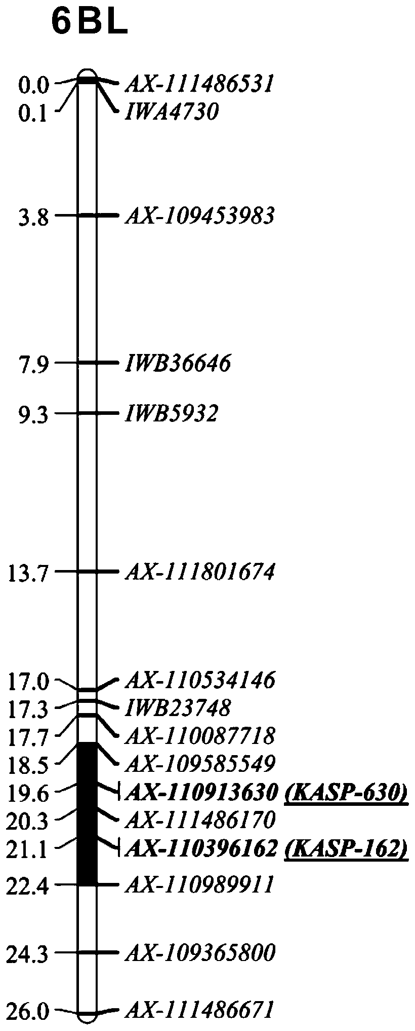 Chain KASP molecular markers, primers and application of wheat anti-yellow-rust gene QYr.nwafu-6BL.2