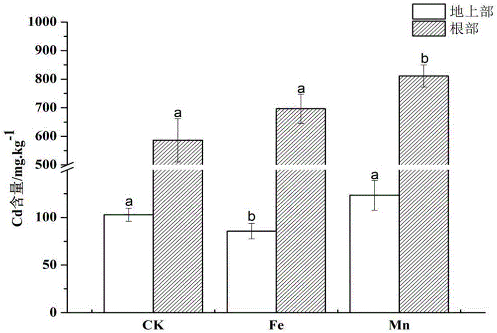 Method for reducing cadmium content of rice seedling leaves, and rice seedling nutrient solution