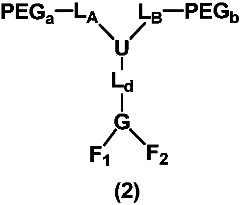 Branched polyethylene glycol iso-bifunctional derivative, as well as preparation method and two-component biological related substance conjugate thereof