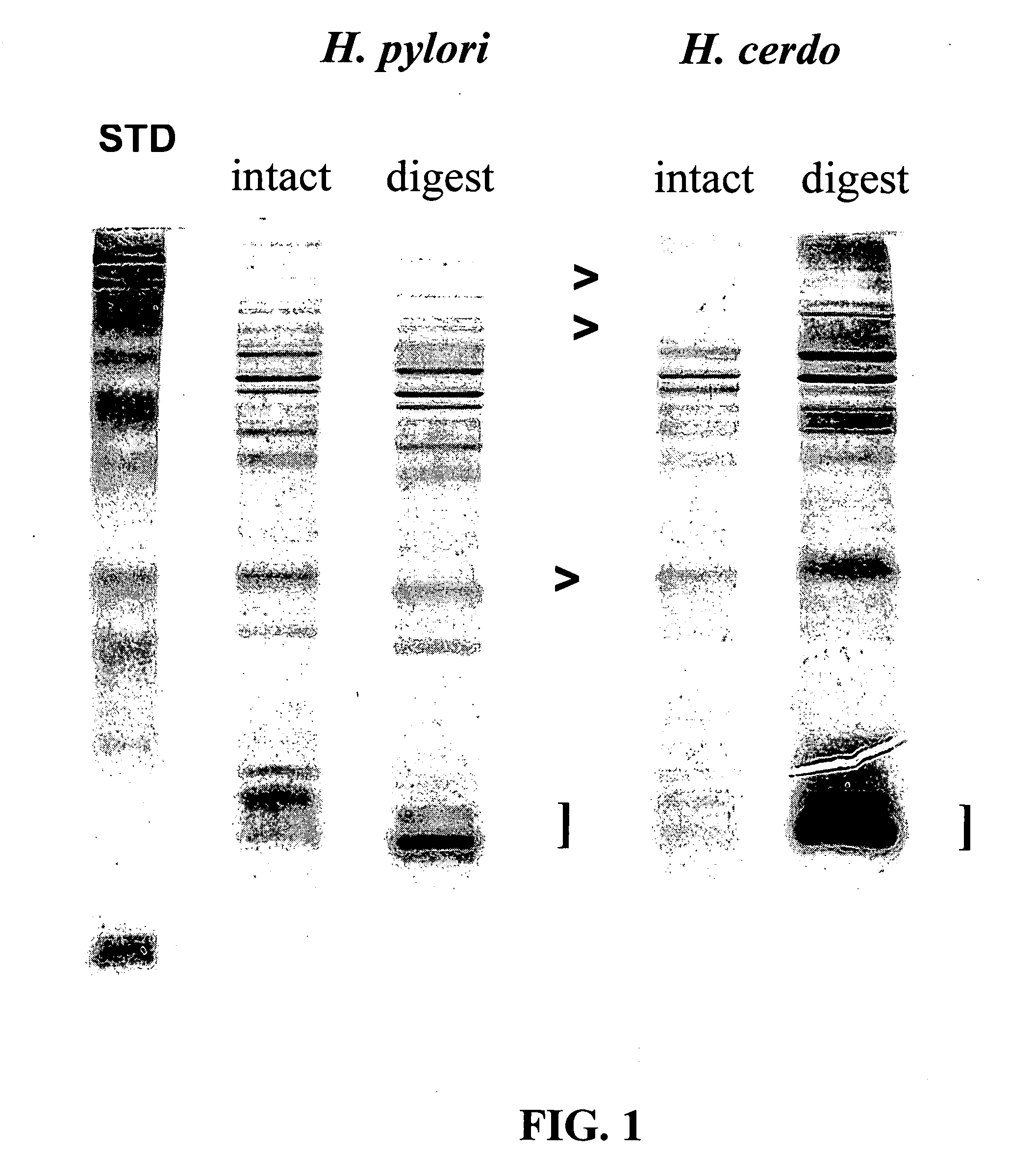 Methods for treating, preventing and diagnosing Helicobacter infection