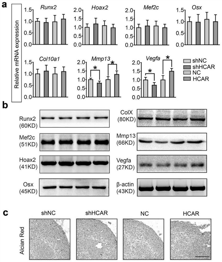 Application of long chain non-coding RNA lnc-HCAR in preparation of bone repair system and bone repair system and preparation method