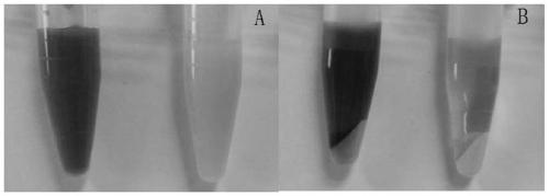 A new strain of Streptomyces producing daptomycin and its application