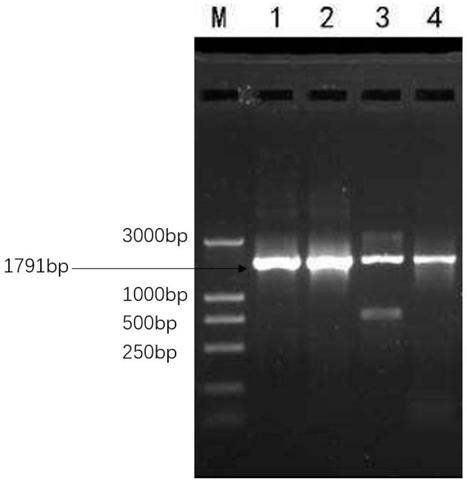 Method for inducing human epidermal stem cells into corneal epithelial cells