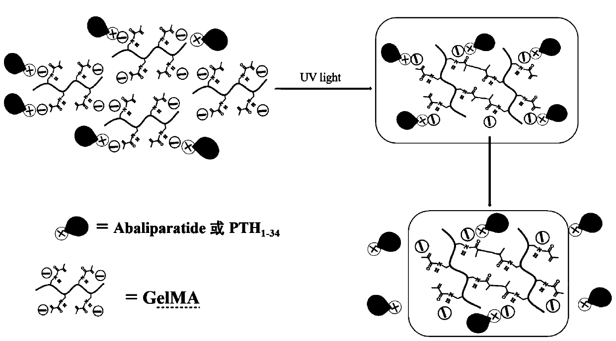 Preparation method and application of GelMA hydrogel for locally slow-releasing Abaloparatide or related polypeptides