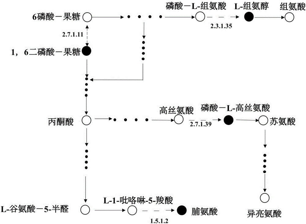 Ketogulonigenium vulgare engineering strain, preparation method and application thereof