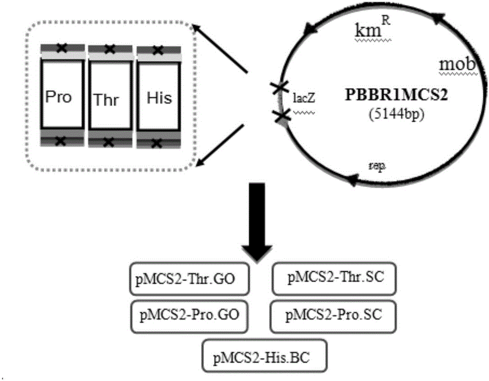 Ketogulonigenium vulgare engineering strain, preparation method and application thereof