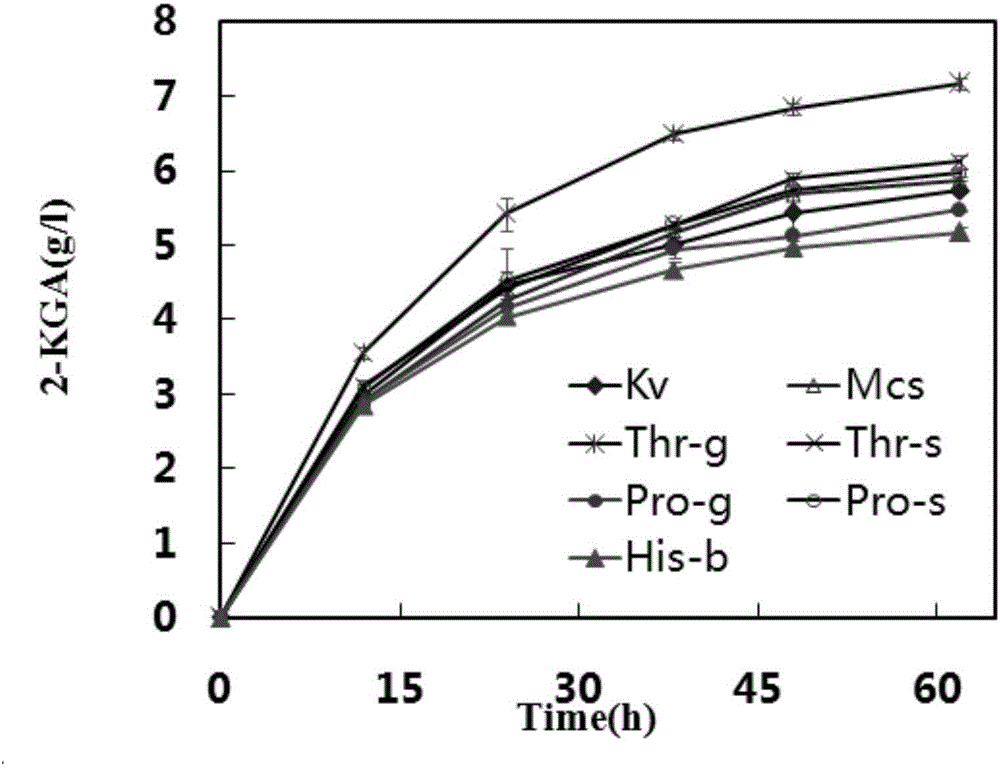 Ketogulonigenium vulgare engineering strain, preparation method and application thereof