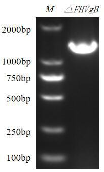 Recombinant feline herpesvirus type 1 gB protein antigen and application thereof to antibody diagnosis and vaccine preparation