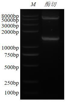 Recombinant feline herpesvirus type 1 gB protein antigen and application thereof to antibody diagnosis and vaccine preparation