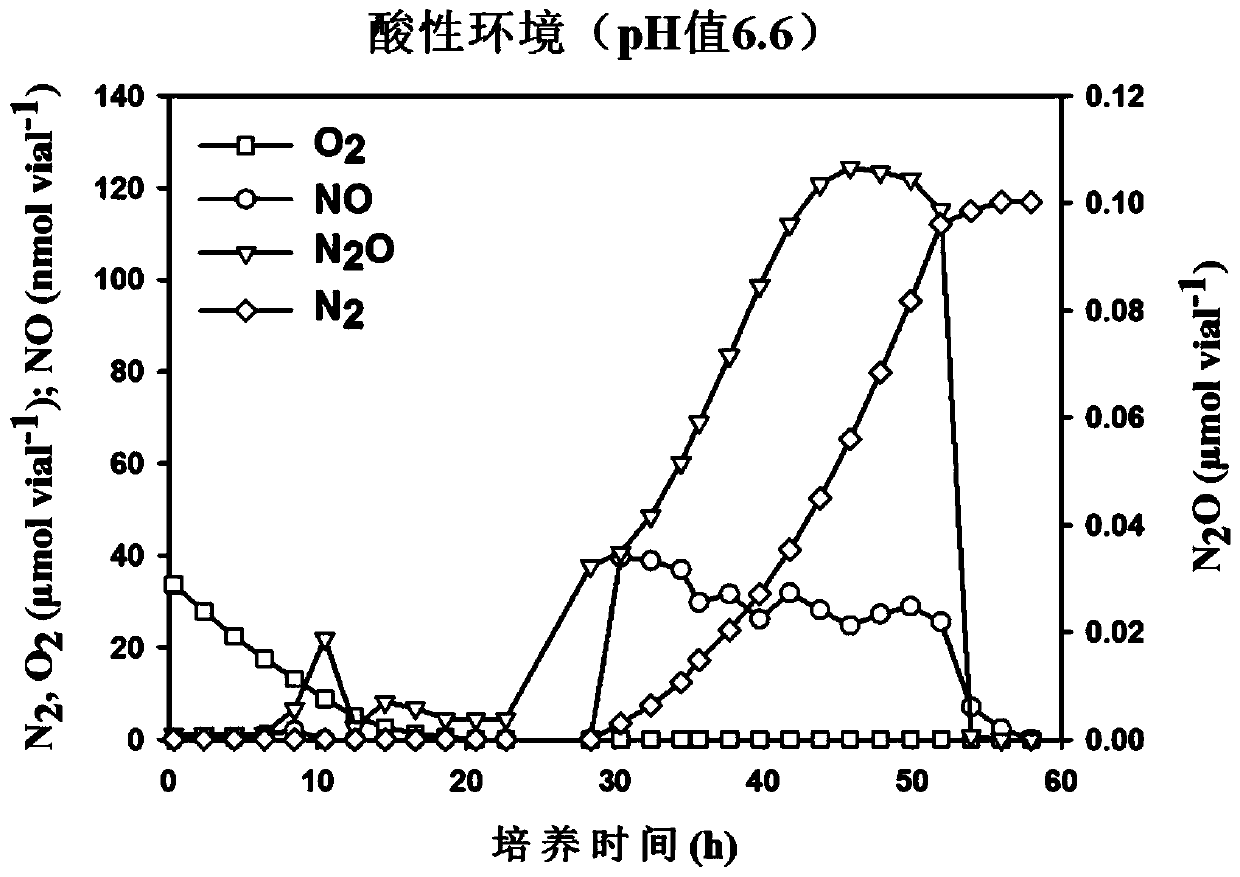Denitrifying bacterium with complete denitrifying capability and quick nitrogen removal capability, and application thereof