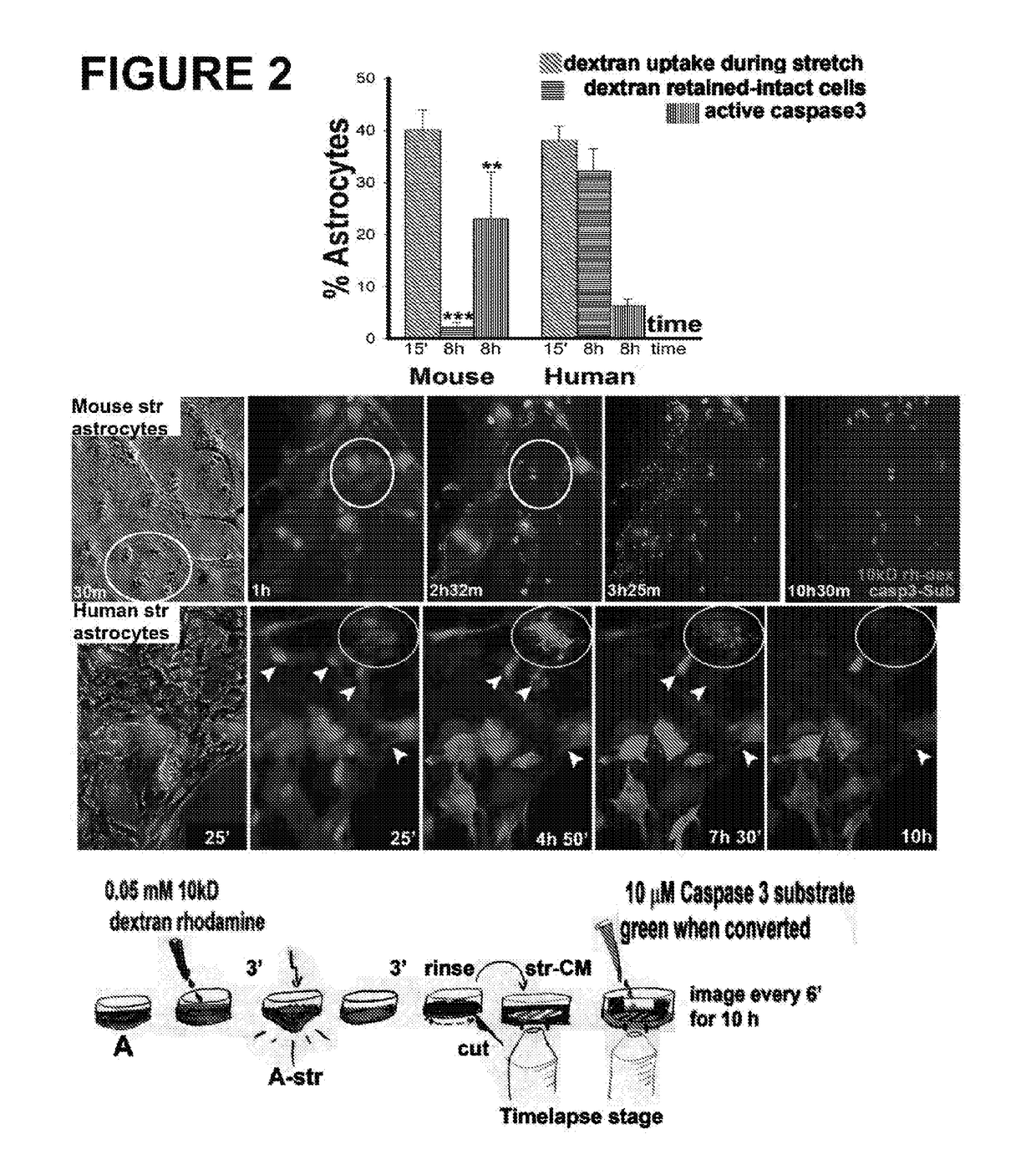 Astrocyte traumatome and neurotrauma biomarkers