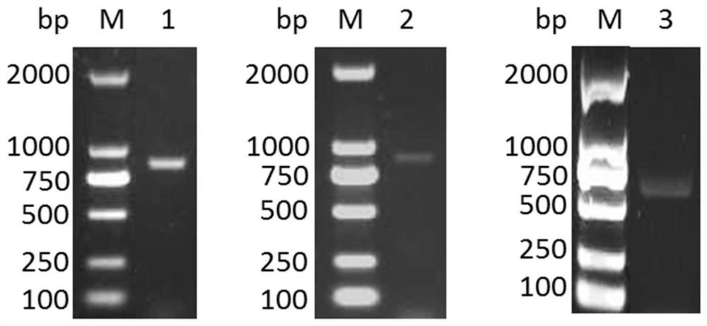 Application of schistosomulum japonicum high-expression gene or coding protein thereof