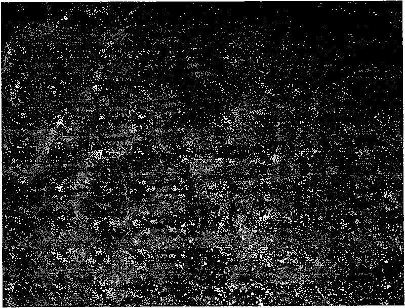 Process for removing bio foam in sewage disposal process by activated sludge process