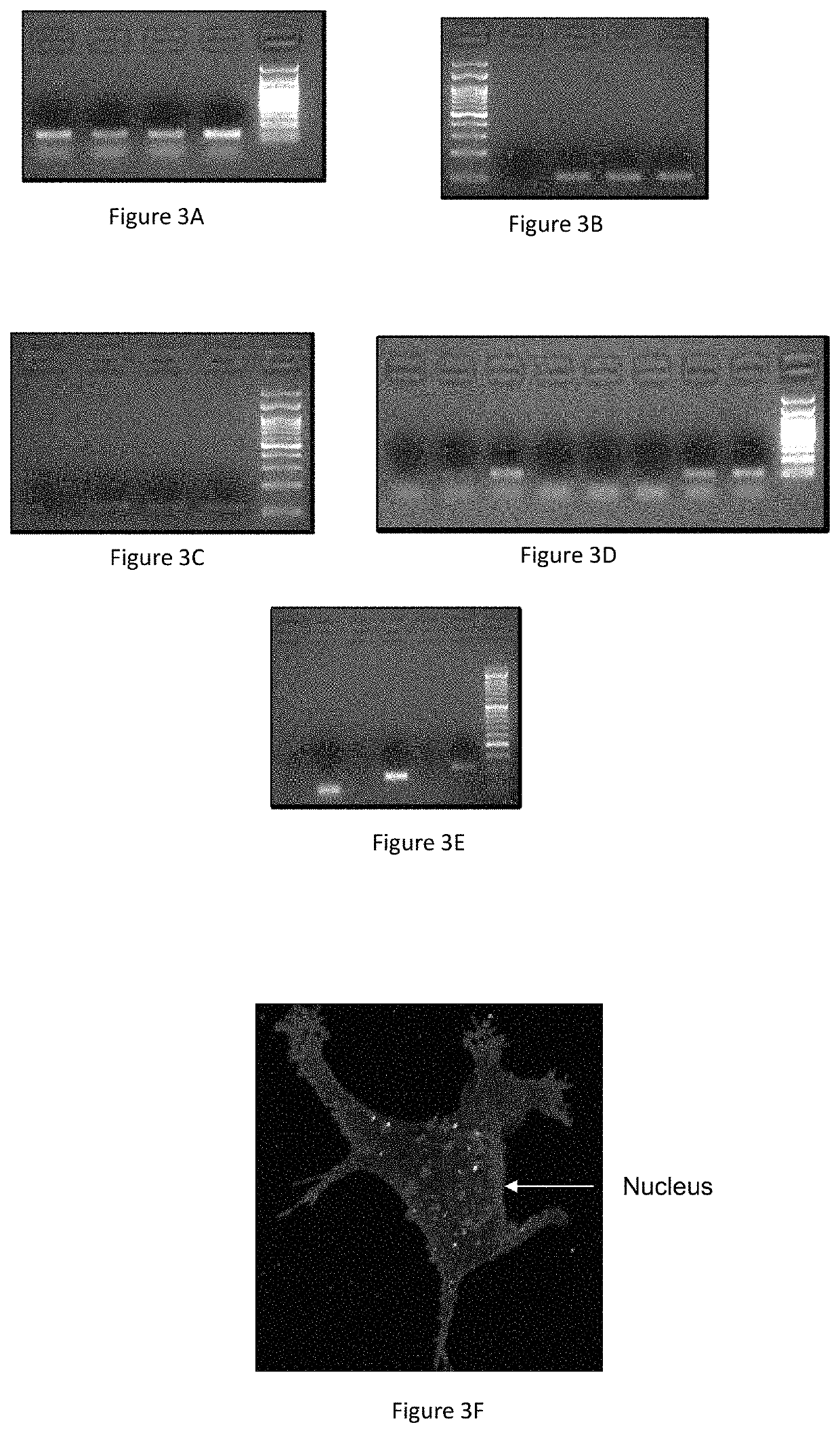 Compositions and methods for therapeutics prescreening