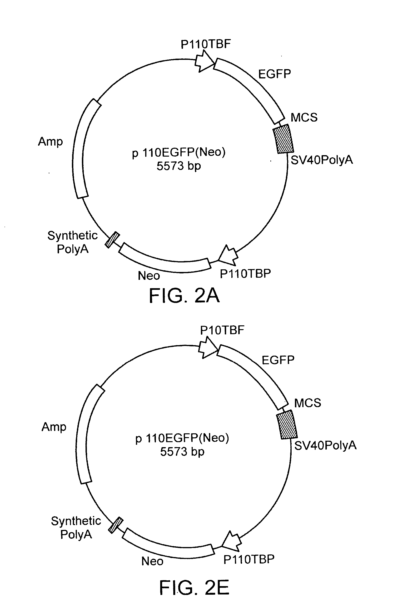 Stable Acanthamoeba protein expression systems