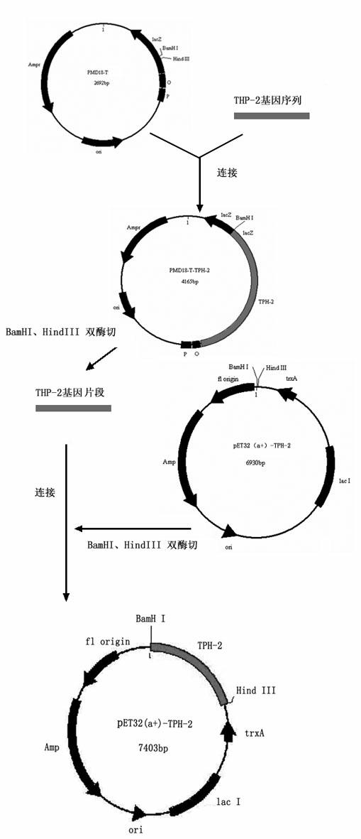 Prokaryotic expression vector of tryptophan hydroxylase-2 gene