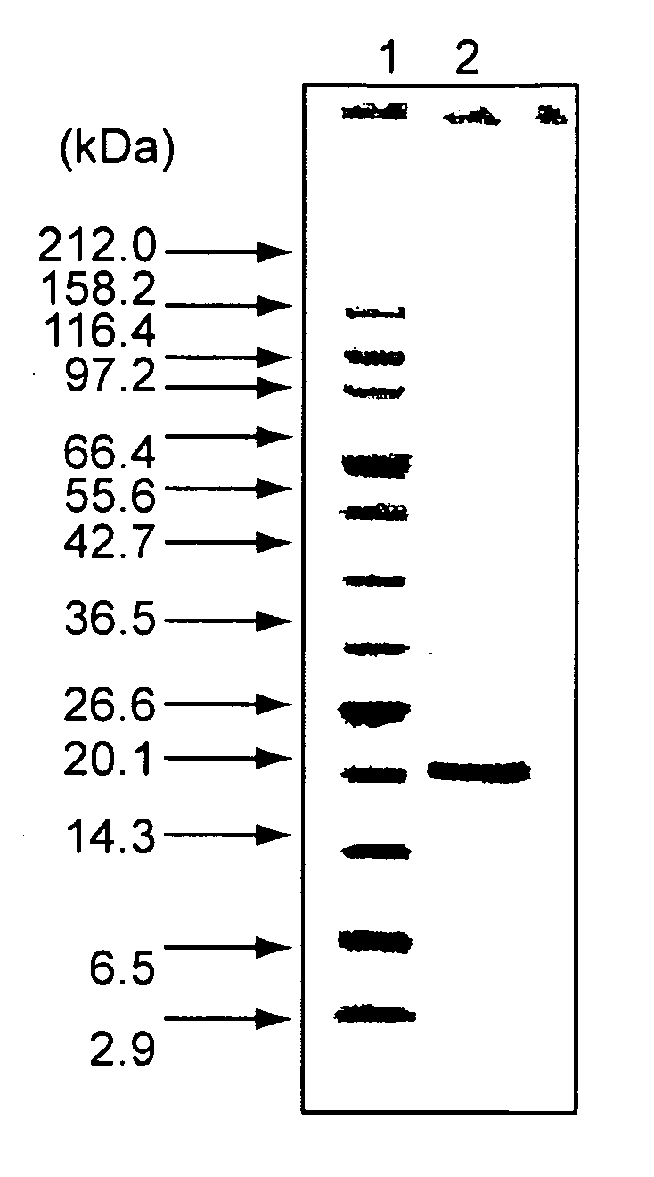 Novel protein-deamidating enzyme, microorganism producing the same, gene encoding the same, production process therefor, and use thereof
