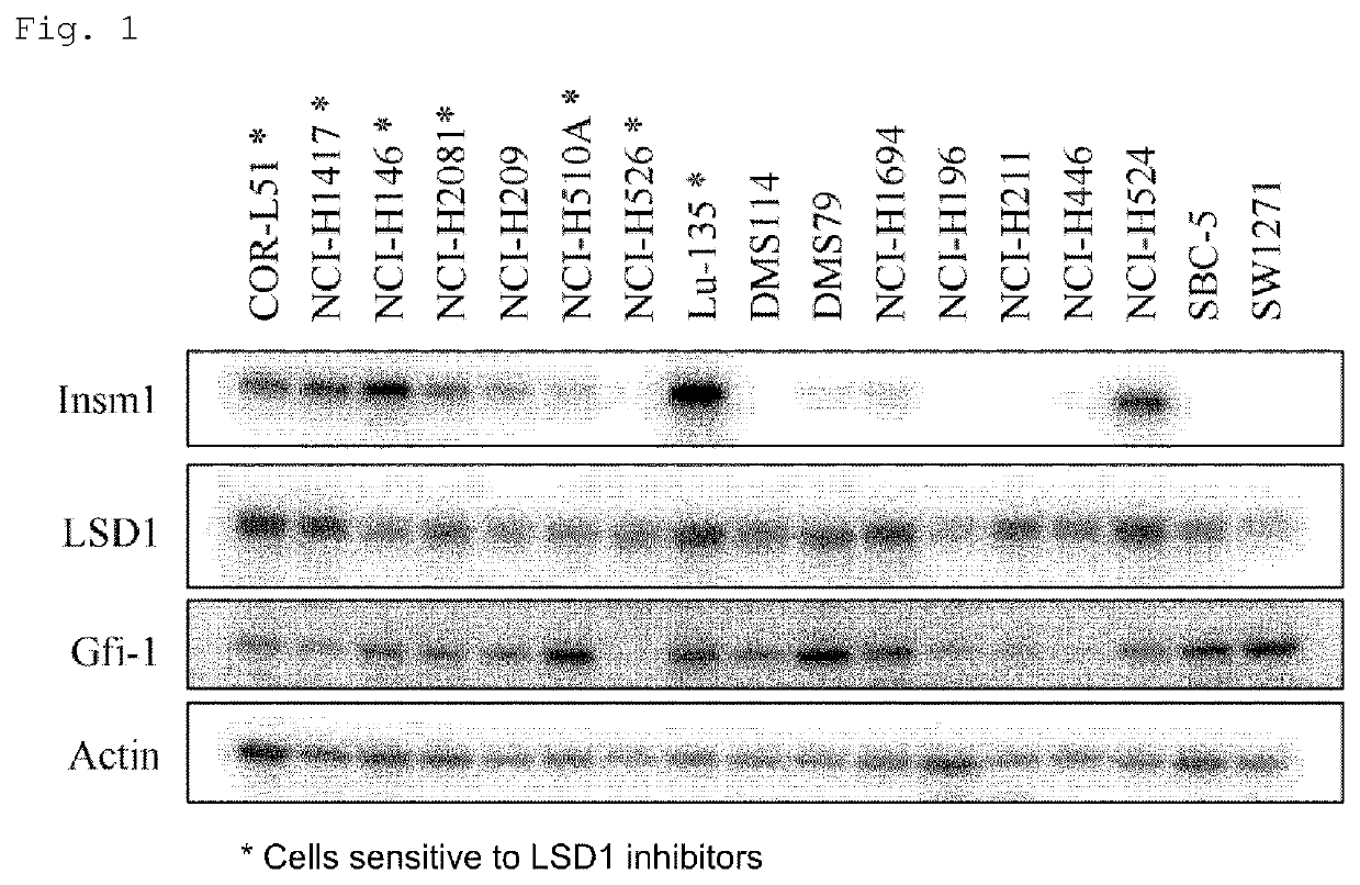 Method for predicting therapeutic effect of lsd1 inhibitor based on expression of insm1