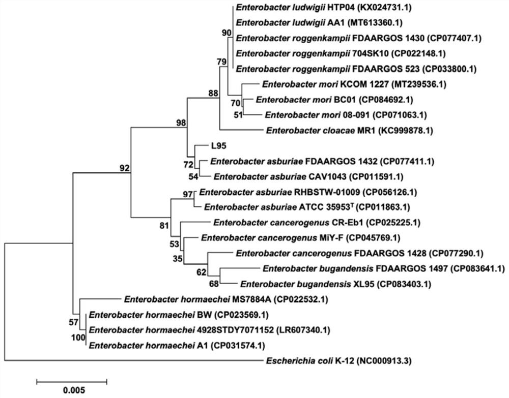 Enterobacter adamsii and application of enterobacter adamsii in prevention and treatment of plant bacterial soft rot