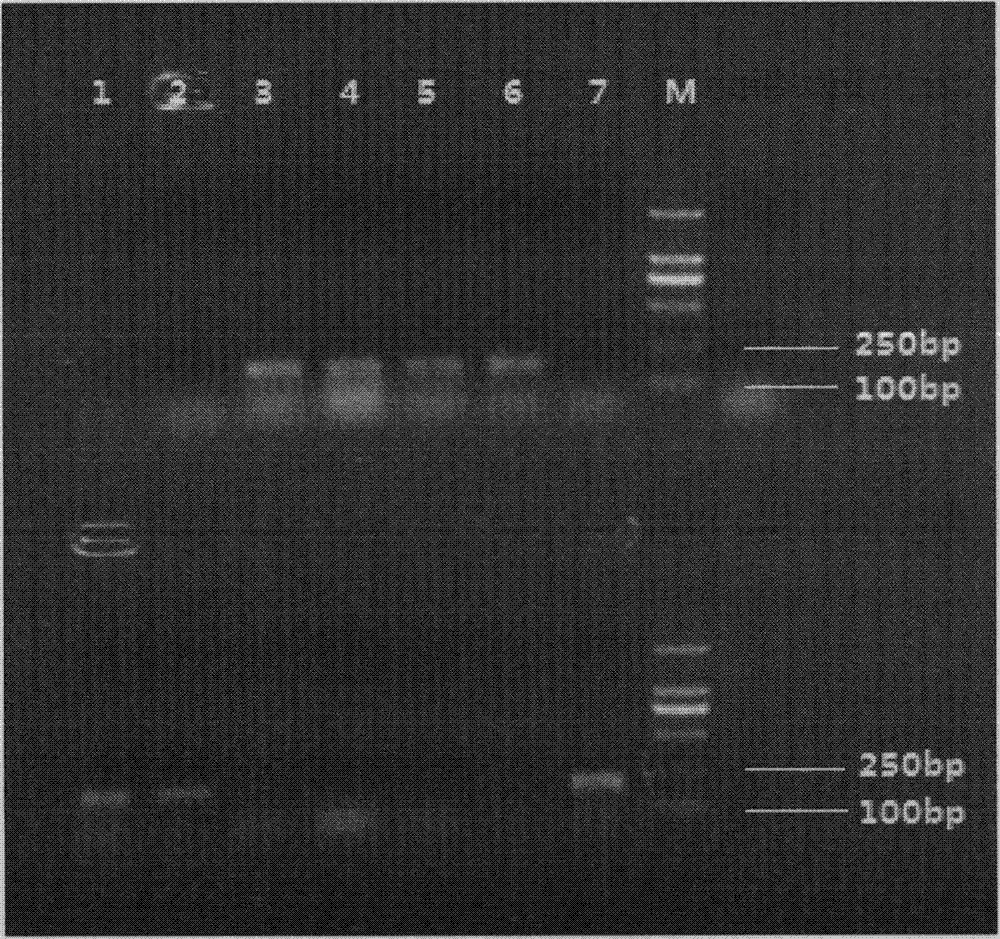 Method for rejuvenating cordyceps militaris strains and increasing sporocarp yield by mating type