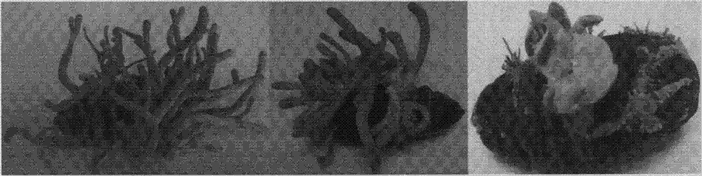 Method for rejuvenating cordyceps militaris strains and increasing sporocarp yield by mating type