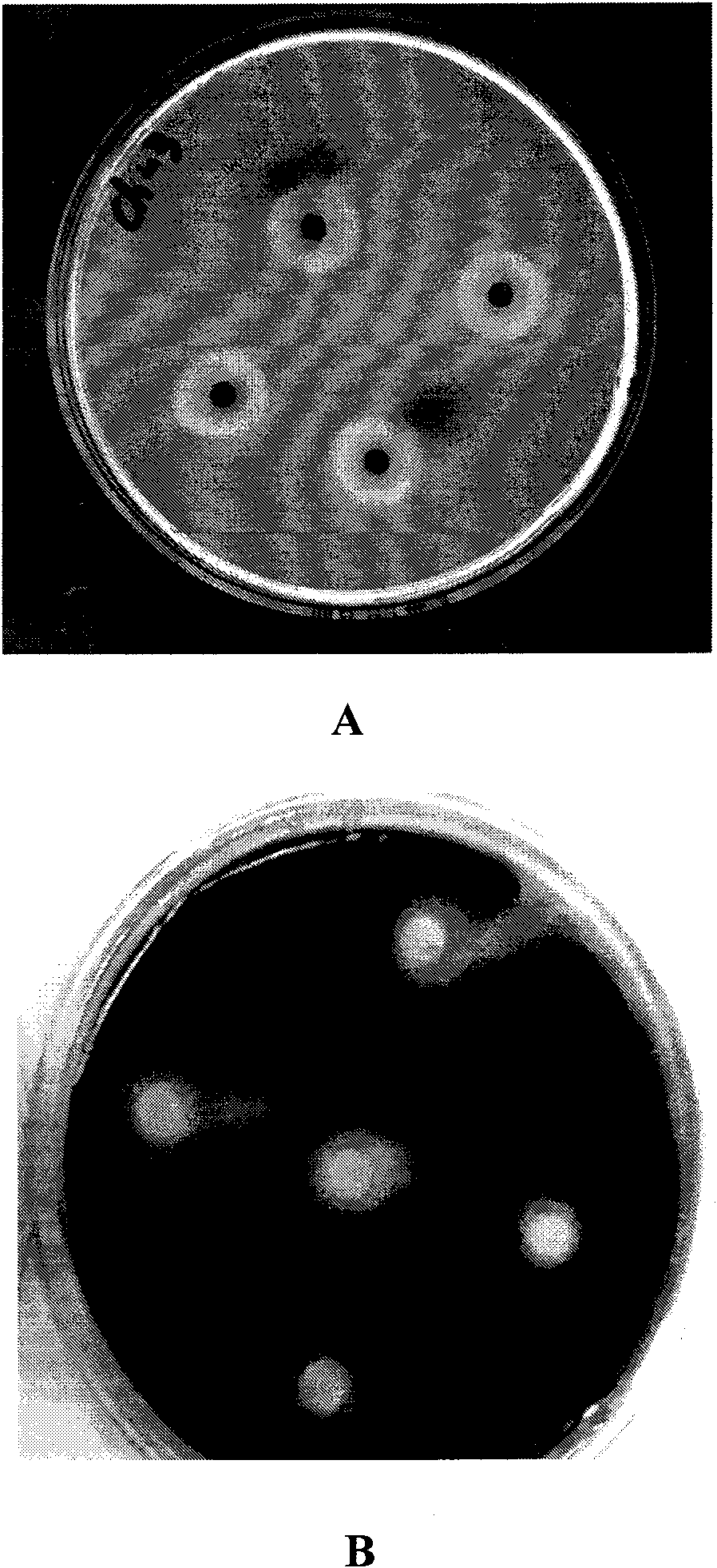 Low-temperature neutral lipase produced by Geotrichum candidum