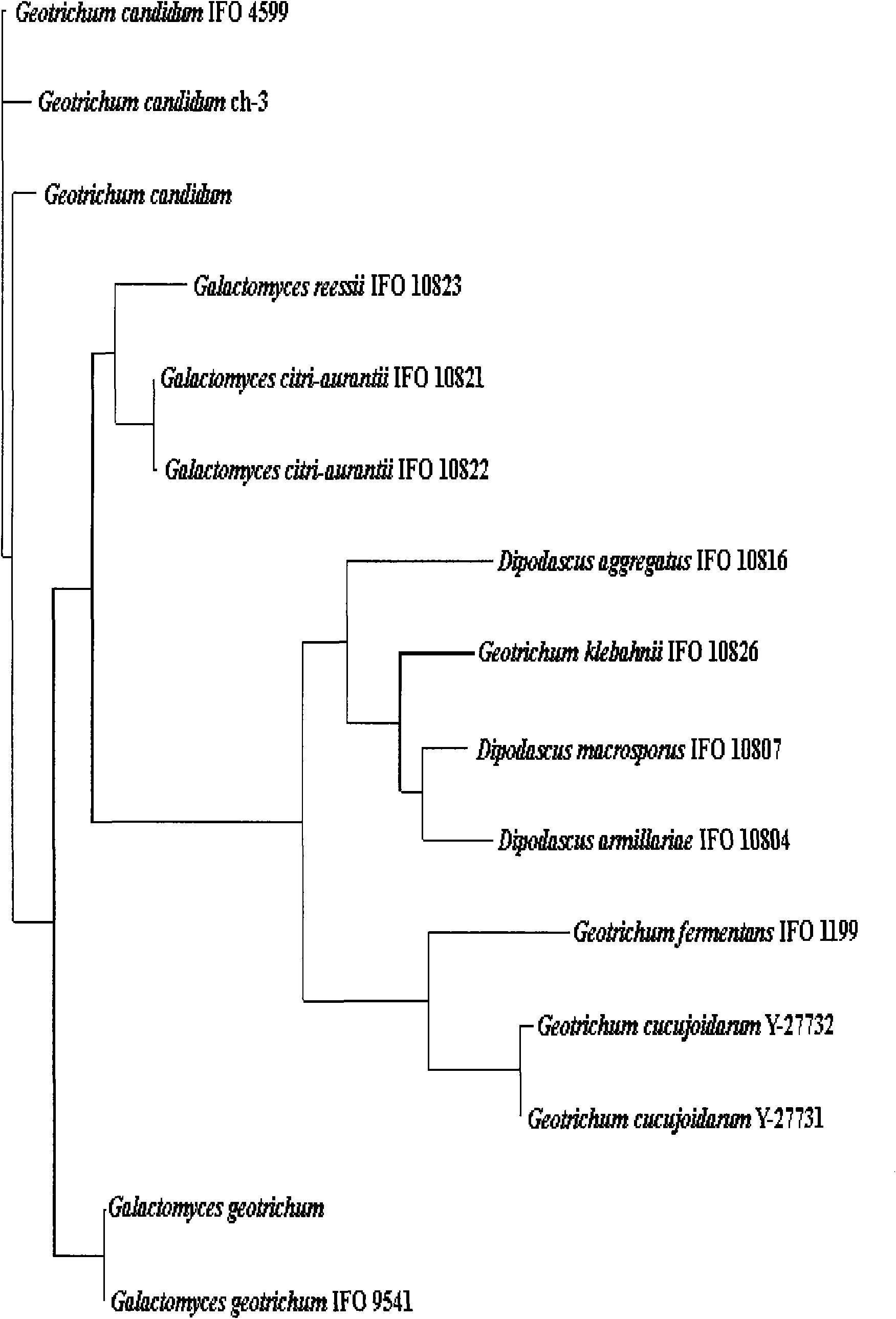 Low-temperature neutral lipase produced by Geotrichum candidum