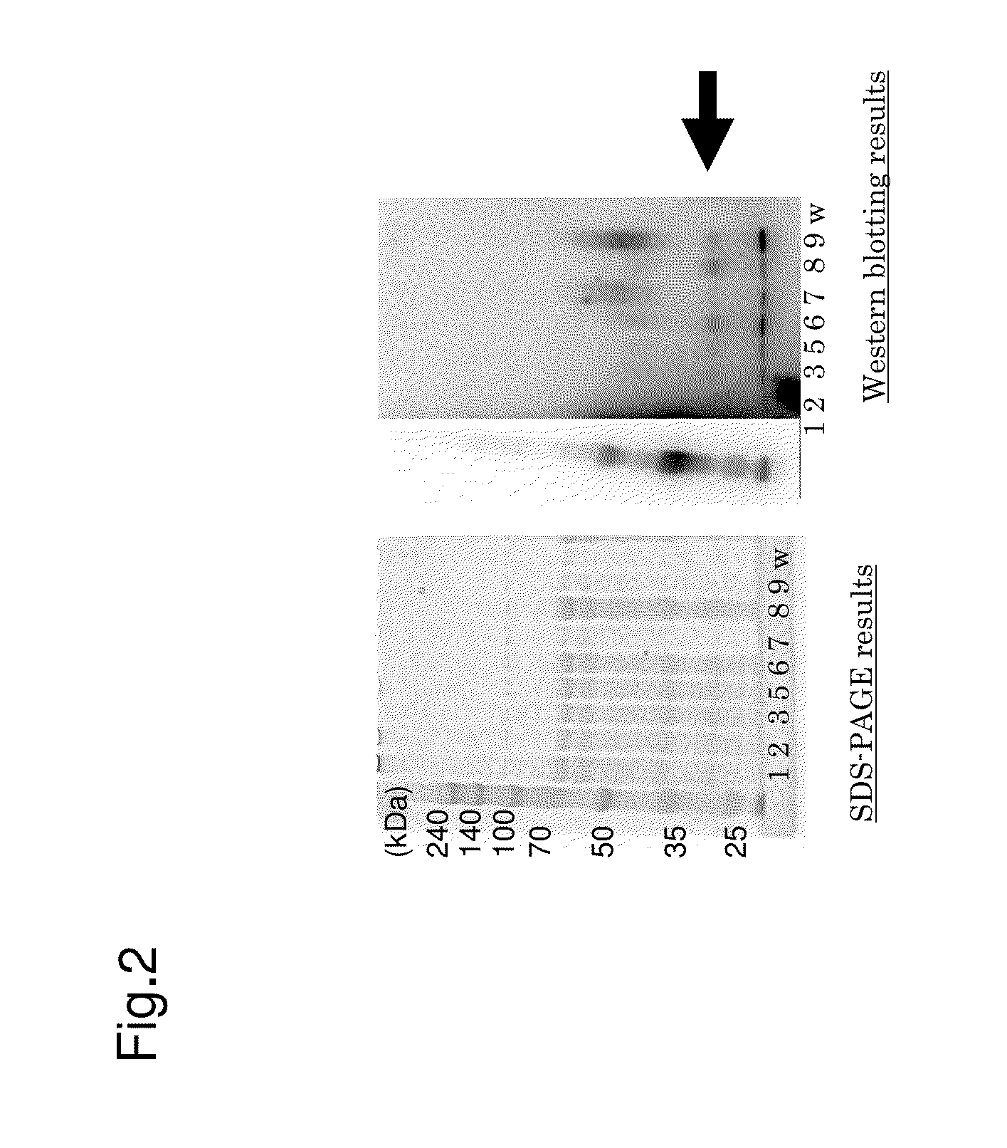 Mutant microorganism belonging to the genus trichoderma and method for producing protein using the same