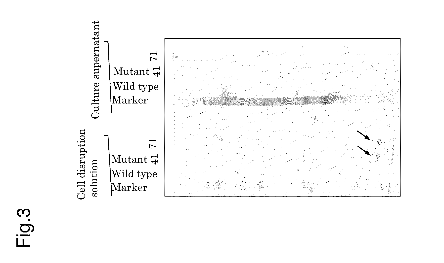 Mutant microorganism belonging to the genus trichoderma and method for producing protein using the same