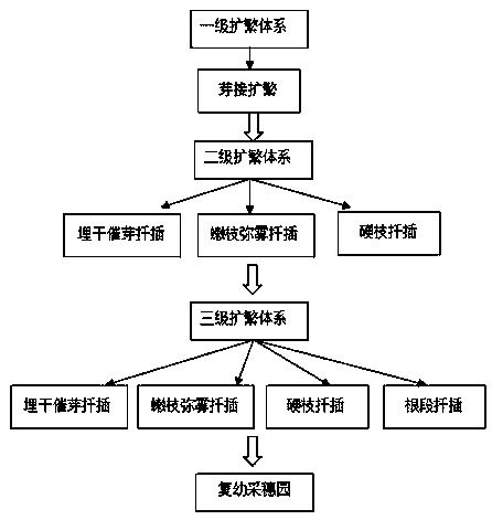 Three-stage matched cutting cultivation method for catalpa bungei