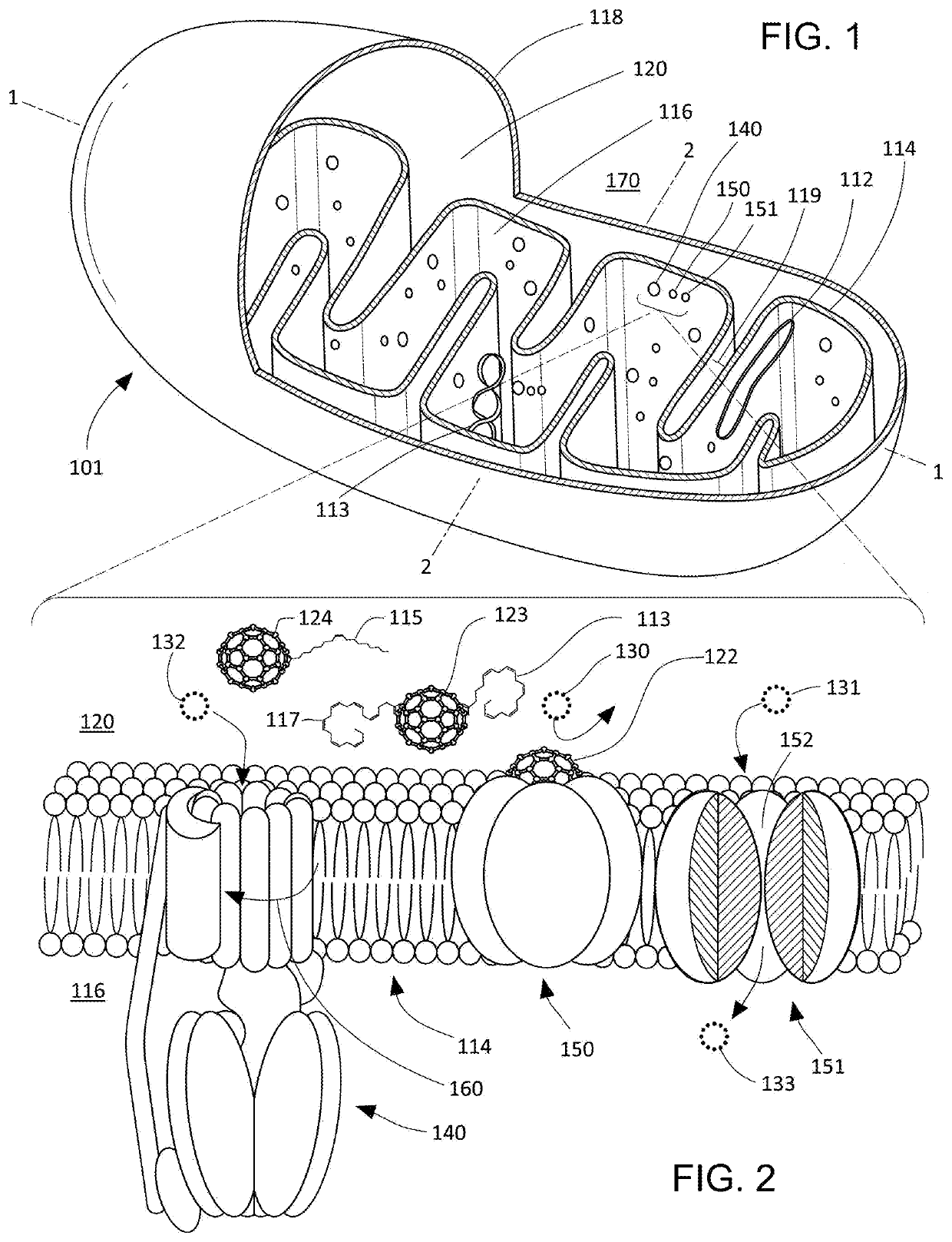 Methods and compositions for rapidly decreasing epigenetic age and restoration of more youthful function