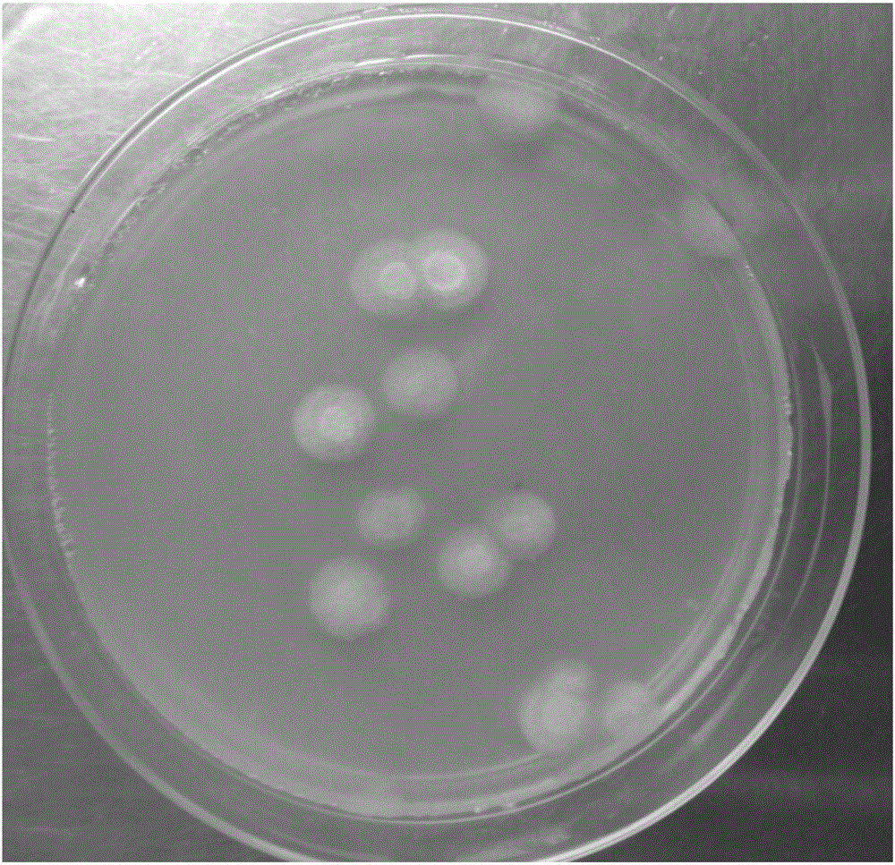 High-yield cellulase trichoderma reesei engineering bacteria and preparing method and application thereof