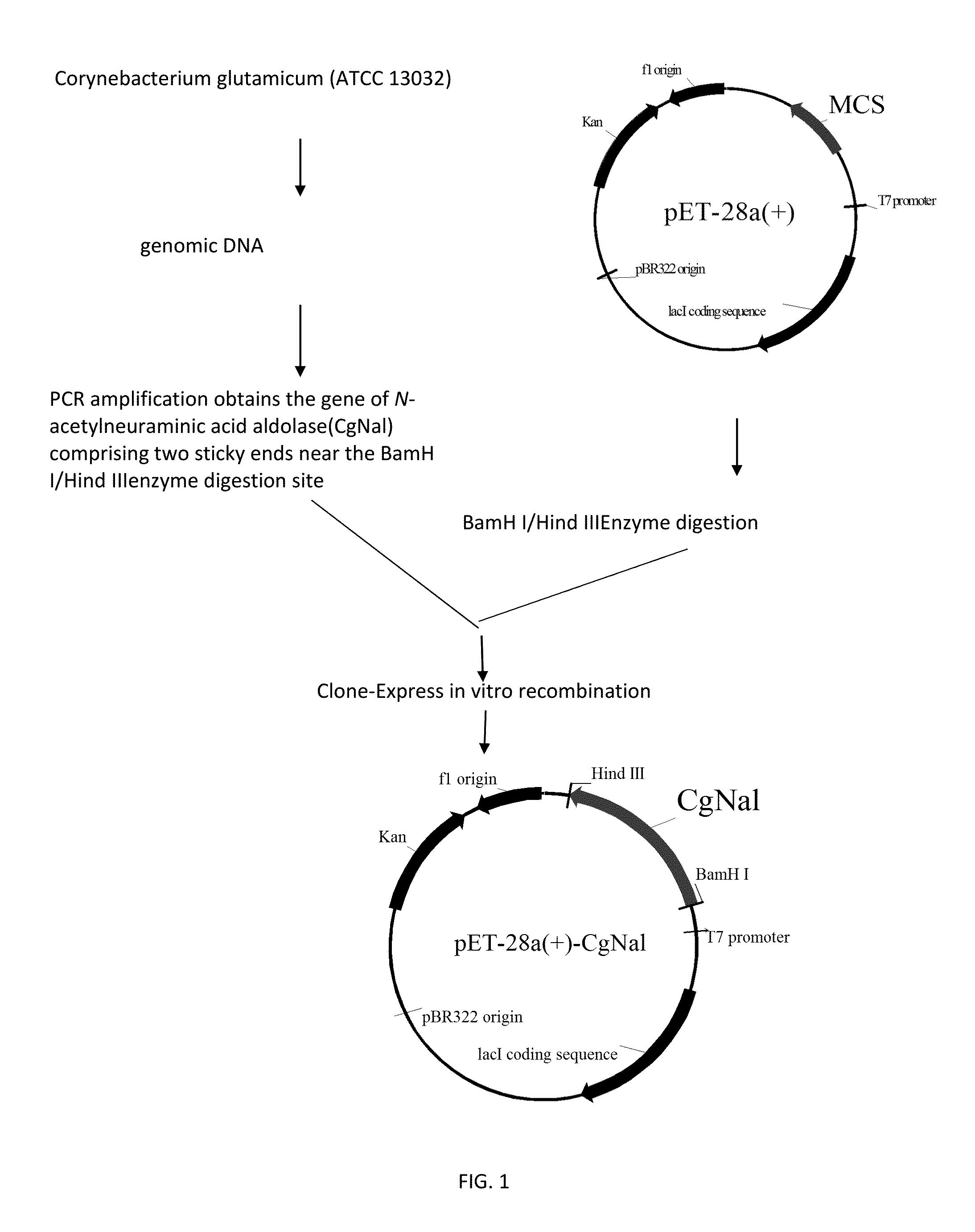 Use of n-acetylneuraminic acid aldolase in catalytic synthesis of n-acetylneuraminic acid