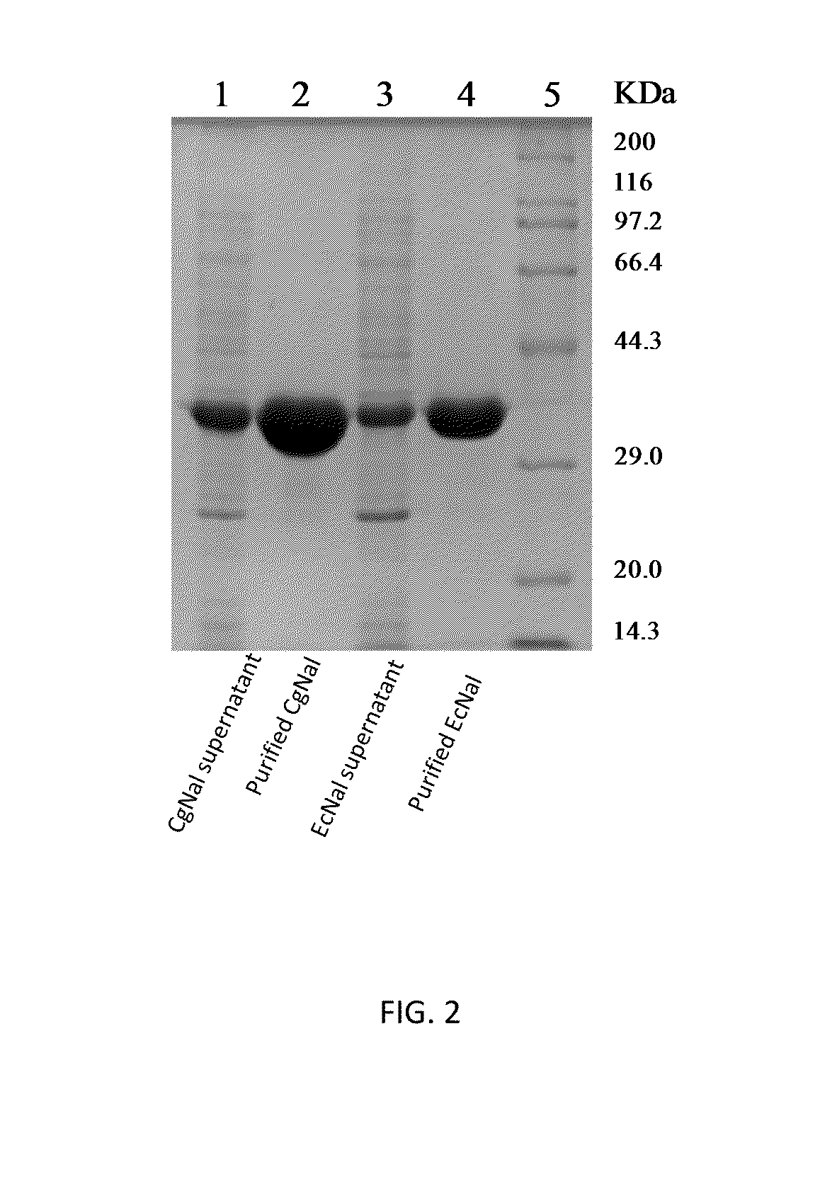 Use of n-acetylneuraminic acid aldolase in catalytic synthesis of n-acetylneuraminic acid