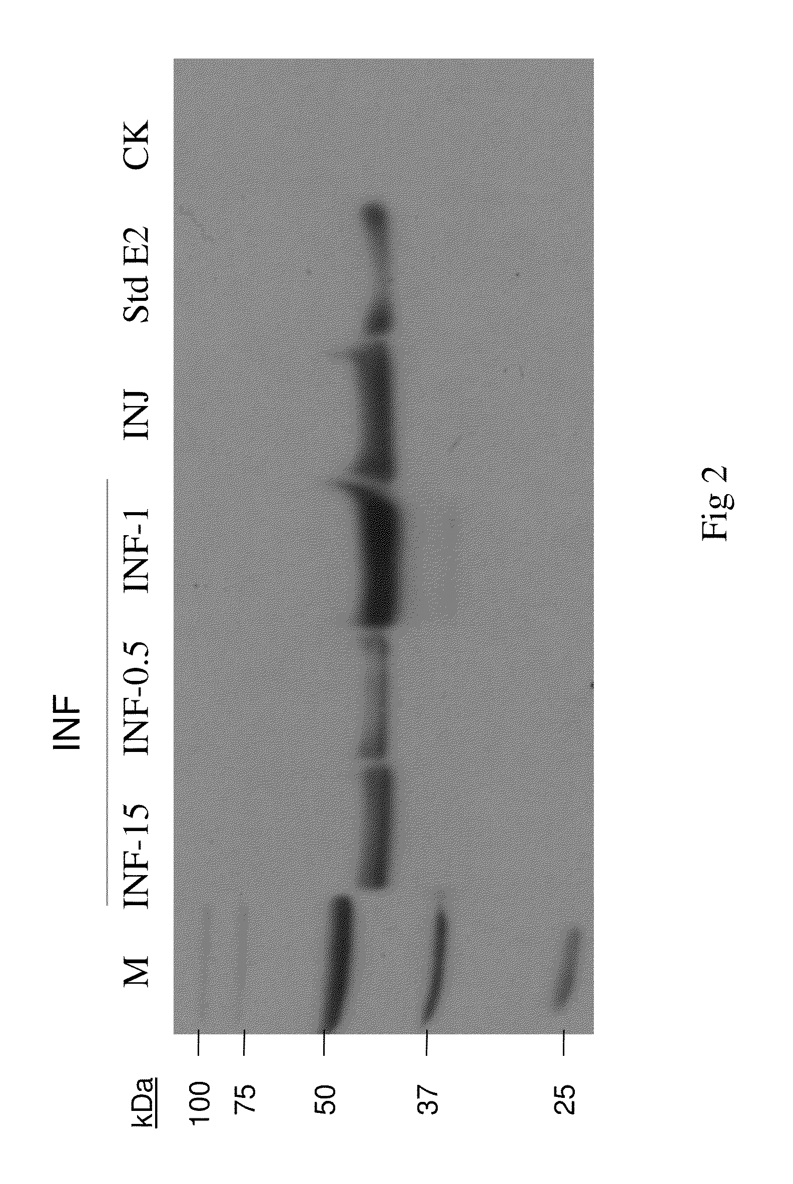 Insect Infection Method for Production of Proteins